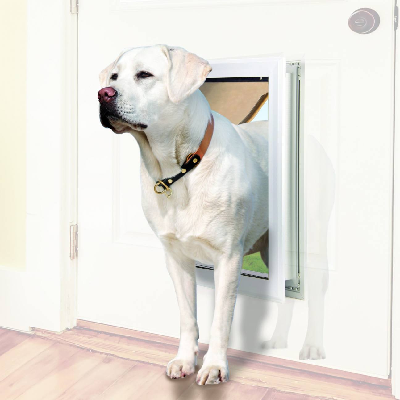 Give Your Pets Freedom with a Dog Door