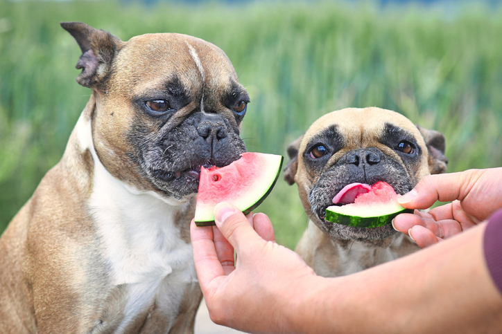 what fruit can french bulldogs eat