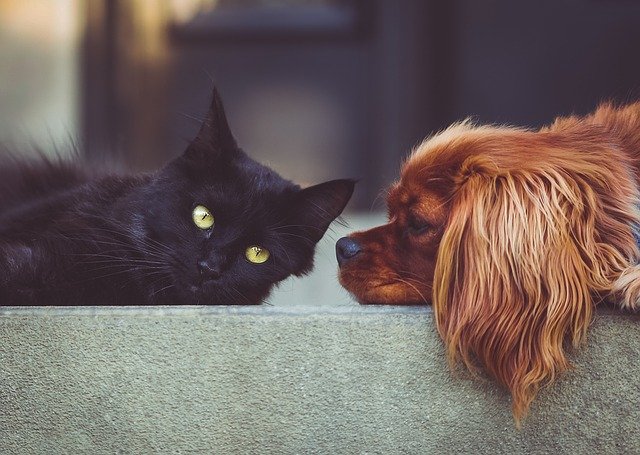 5 Ways to Help Your Dog and Cat Get Along - Webbox
