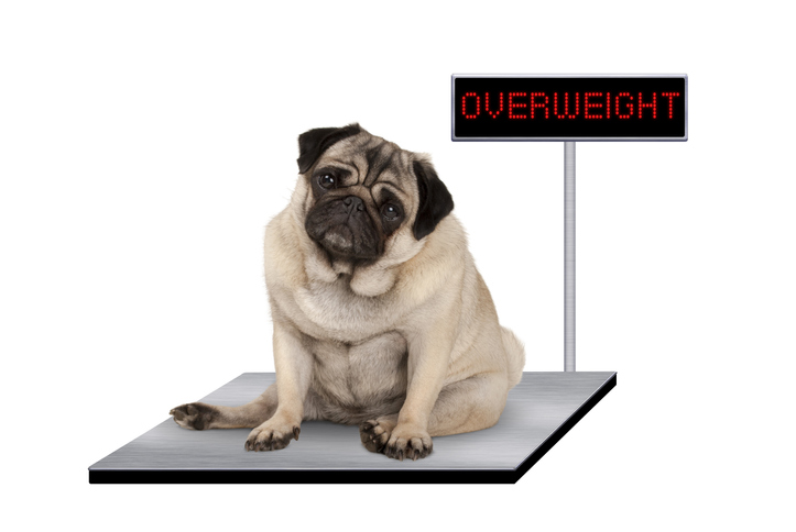 Methods of Weight Control in Dogs