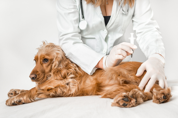 What Causes Diabetes in Dogs?