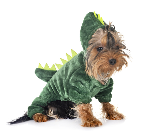 7 Halloween Costume Ideas for Your Dog in 2020