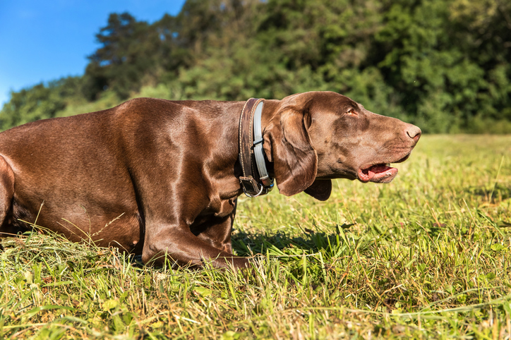 Tracking and Hunting Sports for Dogs