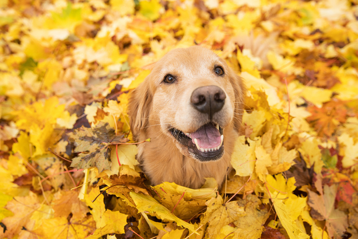 7 Ways to Celebrate Fall with Your Fur Baby