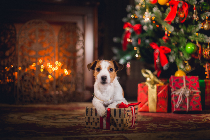 Dog Holiday Gift Ideas 2020