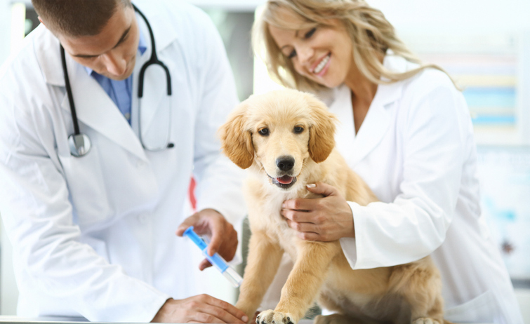 Where Can Dogs Get Kennel Cough?