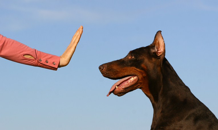 When to Get Professional Help for Your Dog’s Behavior Issues