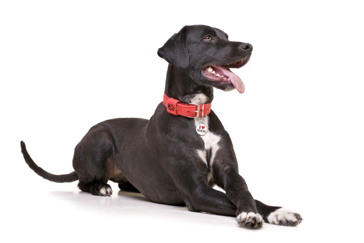 Why are Dog Collars Important?