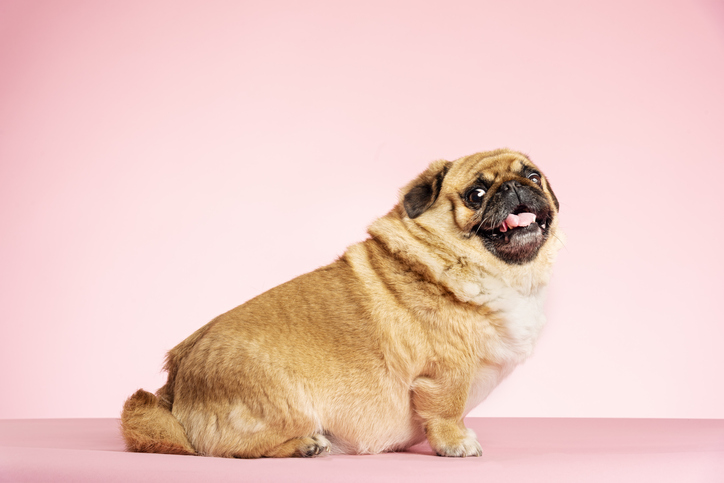 Helping Your Dog Lose Weight in 2021