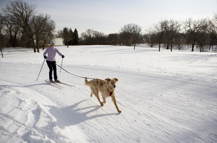 5 Cold Weather Sports for Dogs