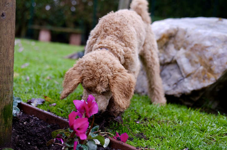 How to Keep Your Dog from Digging in the Garden