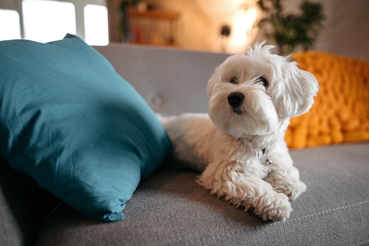The Great Debate: Should I Let My Dog on the Couch?