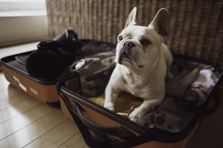 2021 Checklist for Taking Your Dog on Vacation