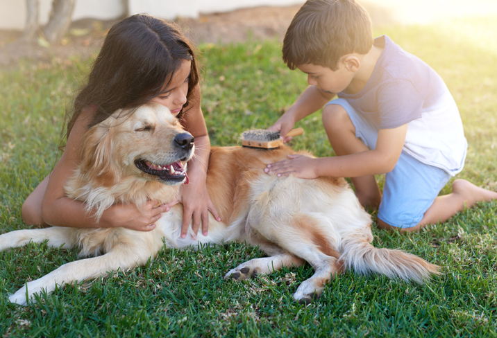 5 Ways to Control Dog Shedding