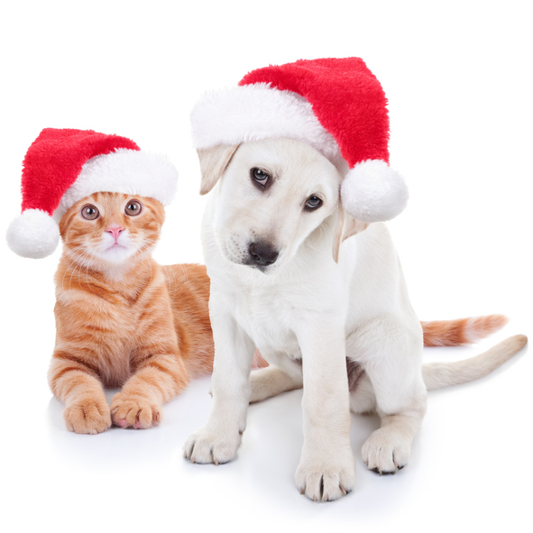 Should I Give a Pet as a Gift?