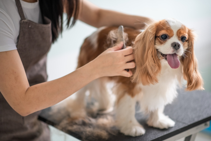 How to Choose the Best Groomer for Your Dog