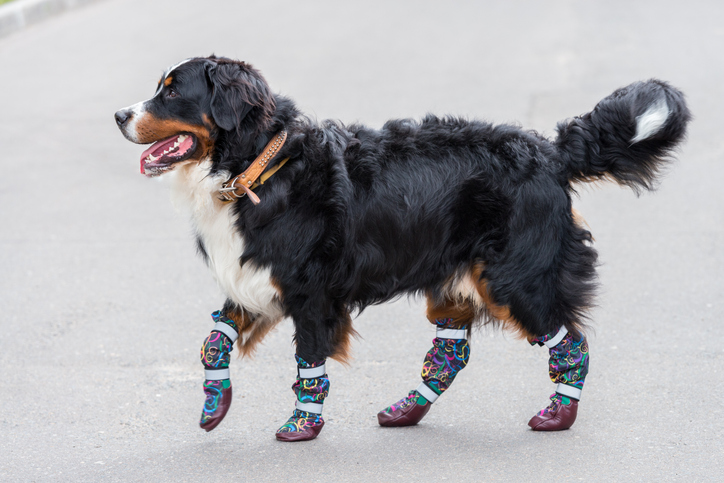 Are Dog Booties Really Necessary?