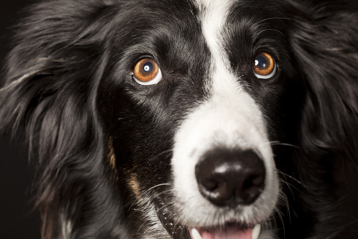 How to Keep Your Dog’s Eyes Healthy and Clean