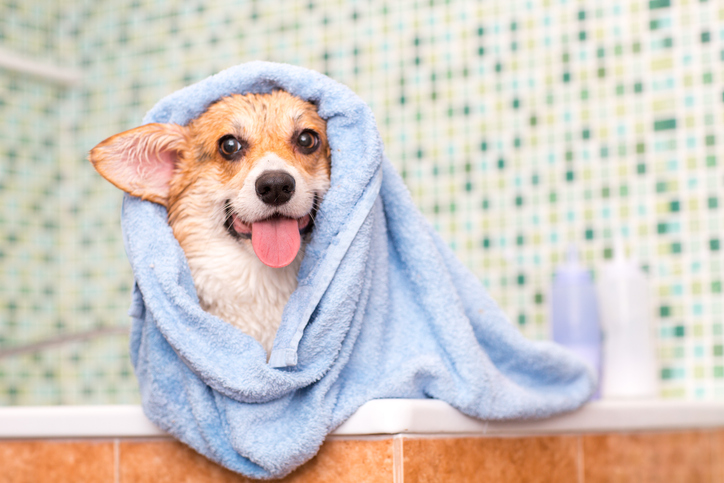How to Get Your Dog to Enjoy Bath Time