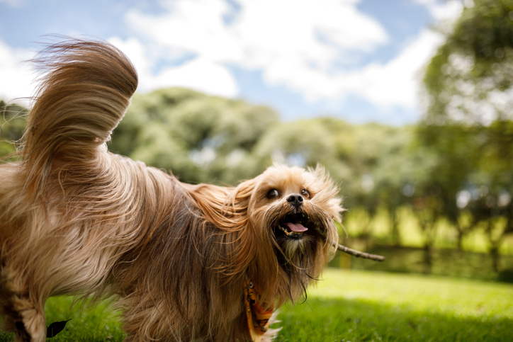 Why Do Dogs Wag Their Tails?
