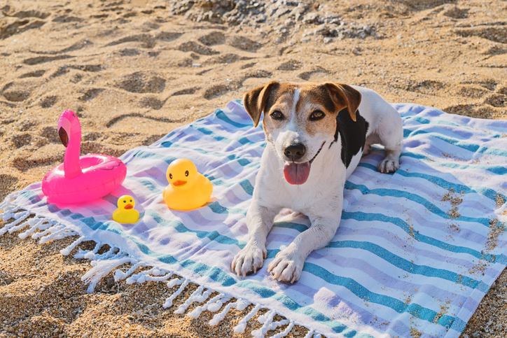 Do Dogs Need Sunscreen?