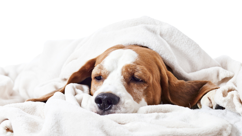 The Dog Flu: Canine Influenza