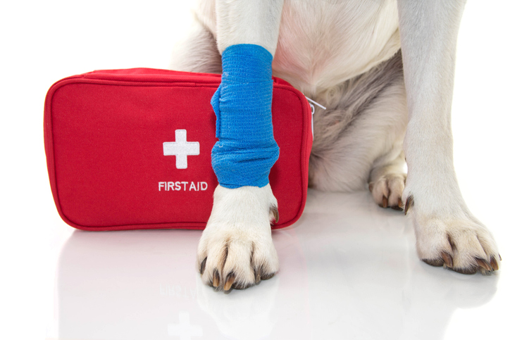 What to Include in a Dog First Aid Kit