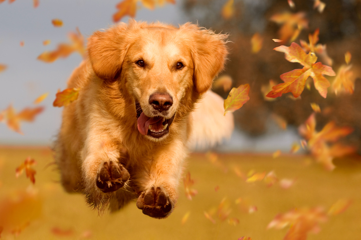 Fall Dog Grooming Checklist