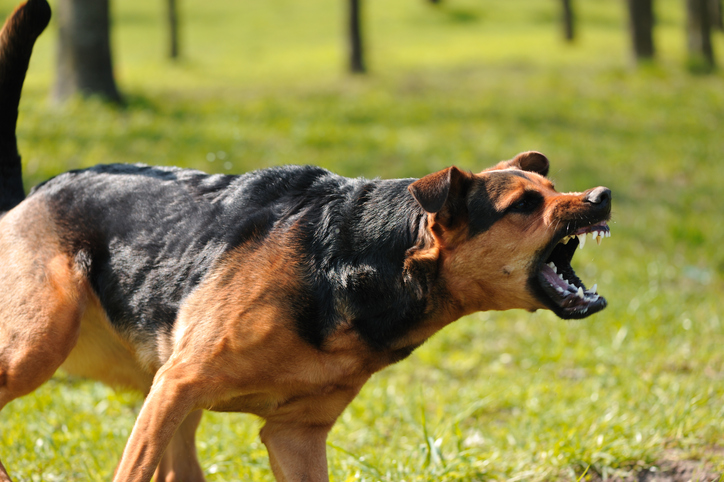 Understanding the Different Types of Aggression in Dogs