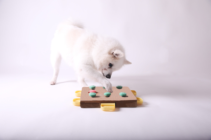 Beyond Fetch: Fun and Engaging Games to Keep Your Dog Mentally Stimulated
