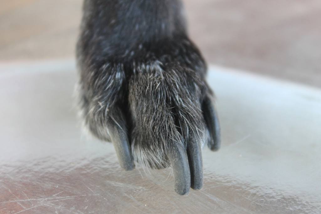 Why It Is So Important to Keep Your Dog’s Nails Trimmed
