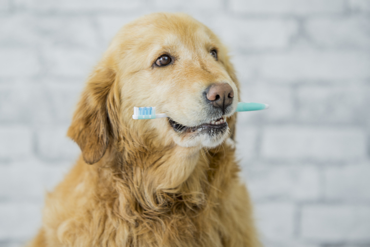 A Healthy Smile: Enhancing Your Dog’s Dental Well-being