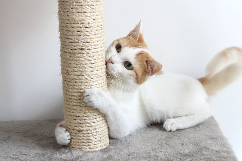 Understanding Feline Desires: What Your Cat Secretly Craves