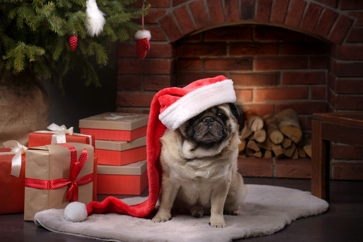 Maintaining Pawsitivity: Keeping Pets at a Healthy Weight During the Holidays