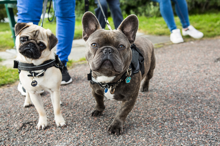 Unraveling the Canine Emotion: Do Dogs Experience Jealousy?
