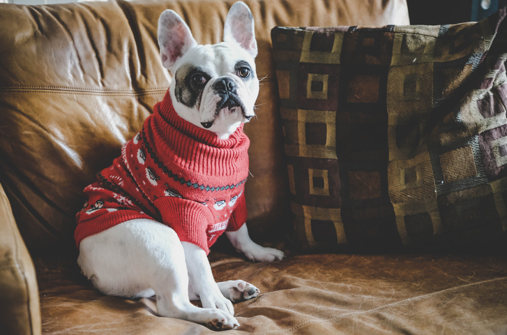 To Sweater or Not to Sweater: Decoding Your Pet’s Winter Wardrobe Needs
