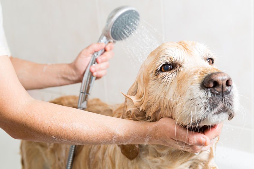 How to Groom Your Dog At Home