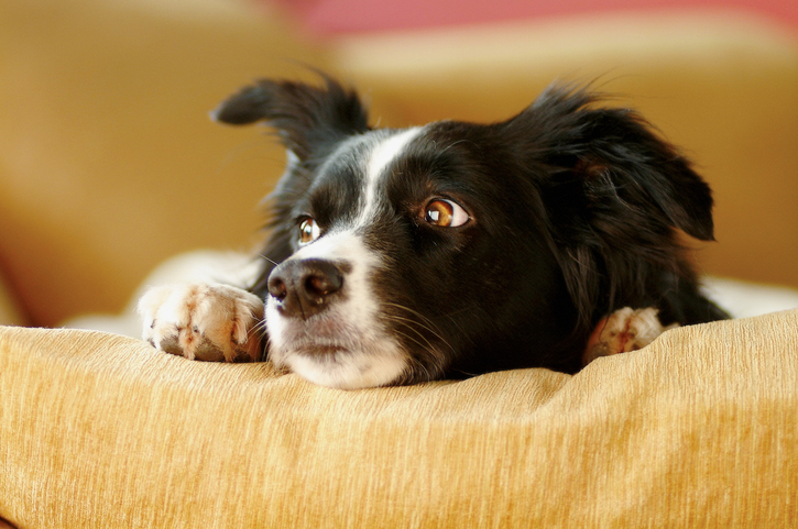 7 Signs Your Dog Is Stressed or Depressed