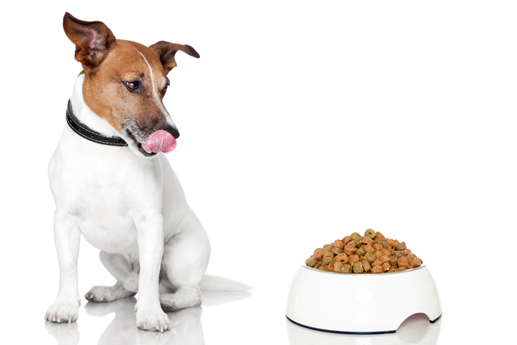 Choosing the Best Dog Food Brands for Your Growing Puppy