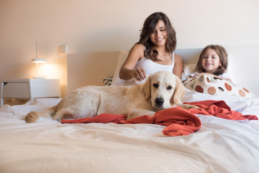 The Joy and Benefits of Sleeping With Dogs: A Comprehensive Guide