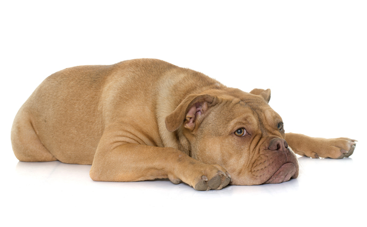 Understanding Canine Bloat: Causes, Symptoms, Treatment, and Prevention