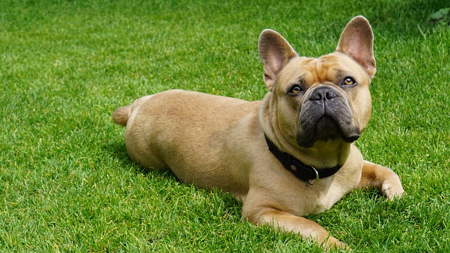 Creating a Chemical-Free Dog-Friendly Lawn: A Guide to Natural Care