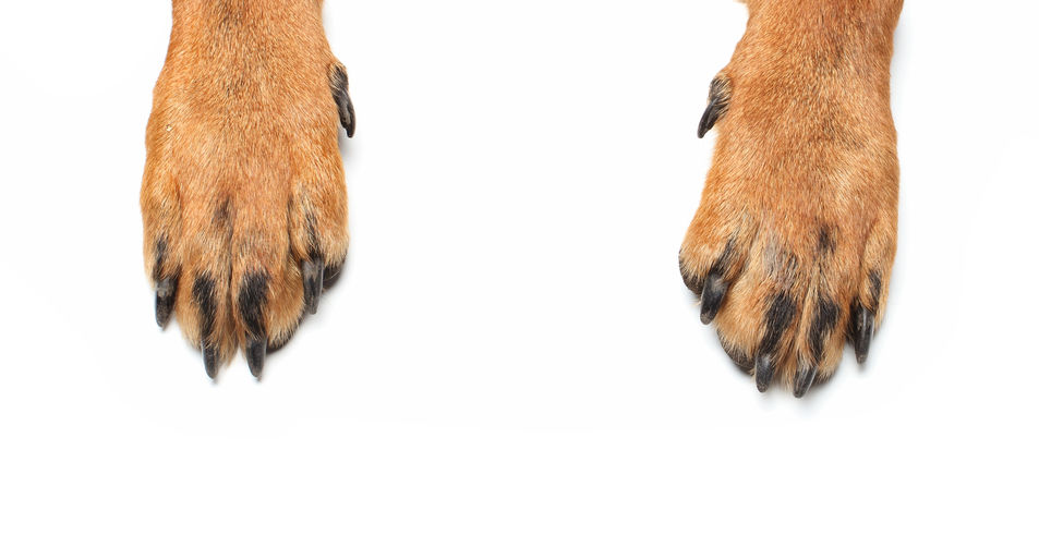 Protecting Your Canine Companion’s Paws: Essential Tips for Every Dog Owner