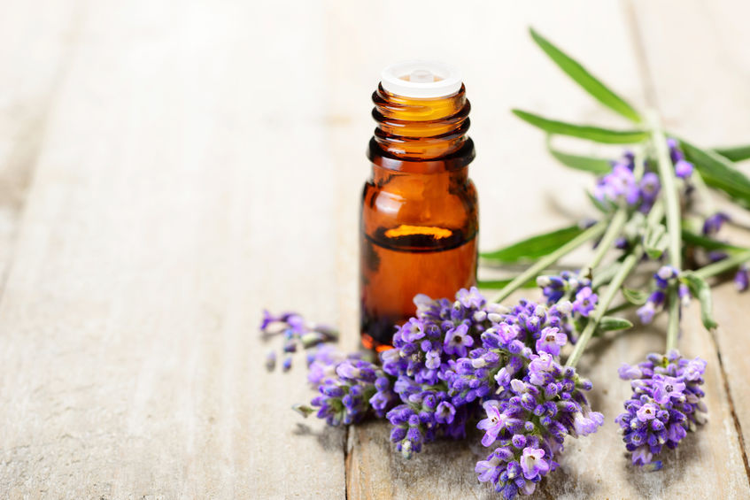The Use of Essential Oils in Canine Care: Benefits, Risks, and Safety Guidelines