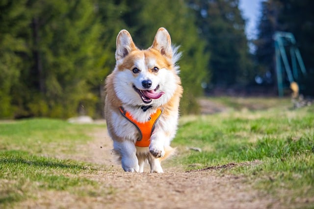 Unlocking the Secrets to Optimal Canine Health