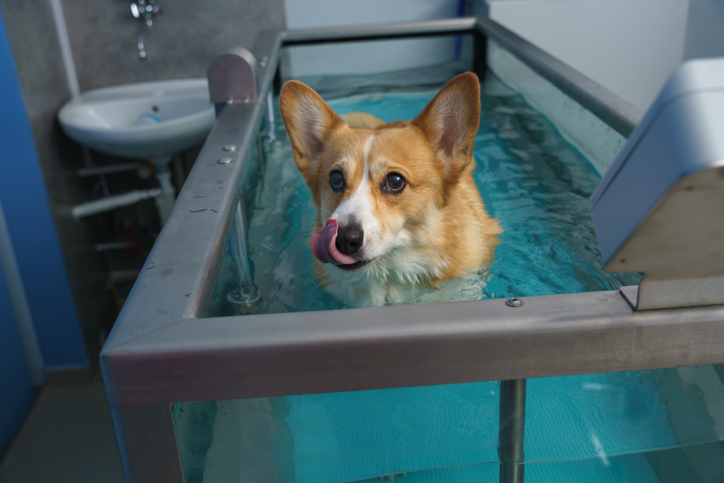 Hydrotherapy and Swimming Lessons for Dogs: A Dive into Canine Fitness