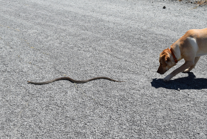 How to Treat a Dog Snake Bite: Steps to Save Your Pet’s Life